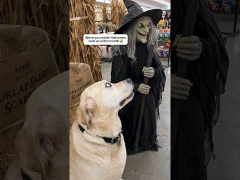 these decorations scare people, but apparently Rufus is their number one victim 😭🎃 #dog #funnydog