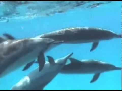 SvenVäthRemix_Chilling with playing dolphins_Delphin-chillout-music
