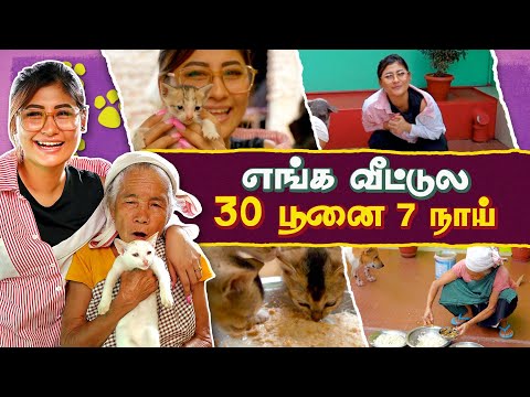 எங்க  வீட்டுல 30 பூனை 7 நாய் | Assam Pet Vlog | Sunita Xpress