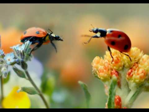 Café del Mar Vol. XV: "Eternity" by Stigma