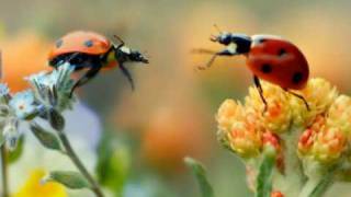 Café del Mar Vol. XV: "Eternity" by Stigma