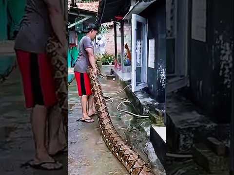 ULAR PITON ITU AKAN DIREHABILITASI TERLEBIH DAHULU #shorts #trending