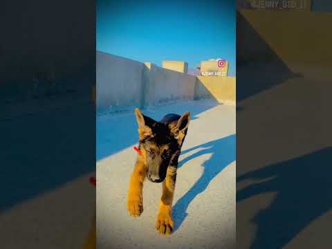 #dog #doglover #garmanshepherd #gsd #gsdpuppy #puppy #dogsofinstagram #trending #dogs