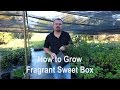 How to grow Fragrant Sweet Box (Sarcococca ruscifolia) with detailed description