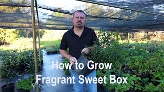 How to grow Fragrant Sweet Box (Sarcococca ruscifolia) with detailed description