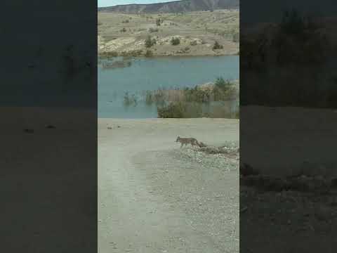 Coyote walking in front of my car