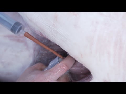 OCEARCH Top 10 Memorable Moment: #8 - First Sperm Sample From Hilton