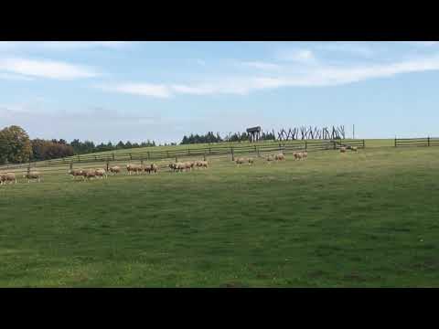 Florianka na Roztoczu