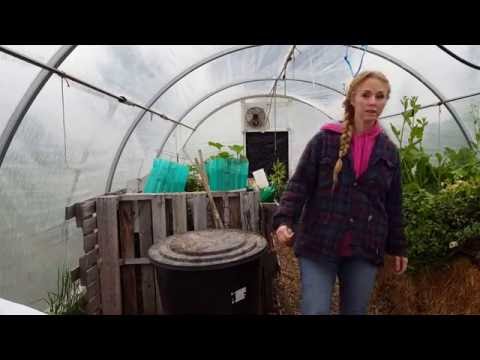 Weird Fungus In Strawbale Gardens?