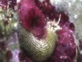 unknown crazy creature in reef tank feeding with a ...