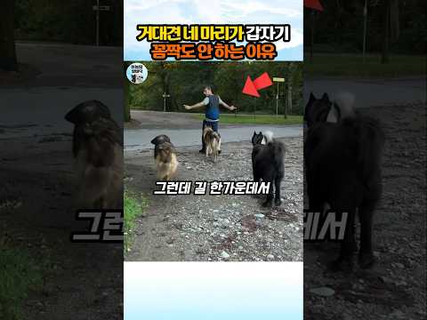 목줄 없는 거대견 4마리가 한 발짝도 움직이지 않았습니다 #개 #대형견 #dogs