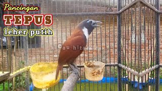 Download lagu tepus leher putih gacor cocok pancing burung anda mp3 Download lagu tepus leher putih gacor cocok pancing burung anda mp3