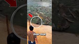 Download lagu Pria Lempar Daging Ada 1 Buaya Mendekat‼️😱🐊 #shorts #shortvideo #amarullahbillah mp3