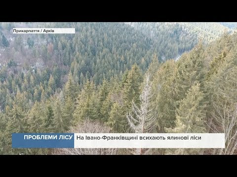 У Карпатах всихають ялинові ліси. ВІДЕО
