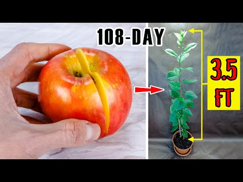Growing Apple Tree From Seed Time Lapse (108 Days)