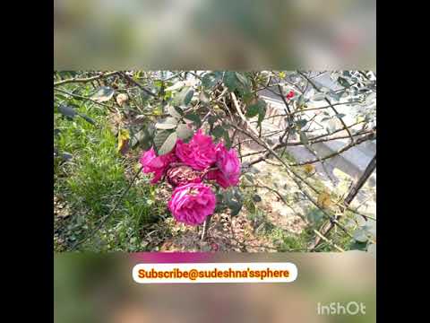 Red❤yellow💛pink💗white🤍roses🌹🥀 🌷🌱🍃☘#Rose#love#gardening#plants#loveforrose#planting#sudeshna'ssphere