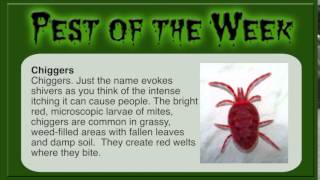 preview picture of video 'Pest of the week with MRW Lawns - Chiggers'