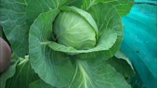 How to Grow Cabbage free from Club Root