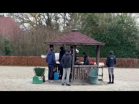 SLF DEC 2025: Pegalottie Z, mare, 2020 by Pegase van 't Ruytershof