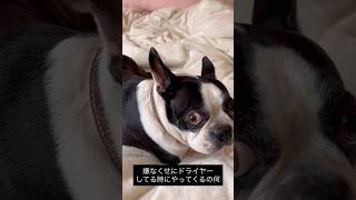 犬あるある　ドライヤー嫌いなくせに飼い主がドライヤーしてると近くに来る #ボストンテリア