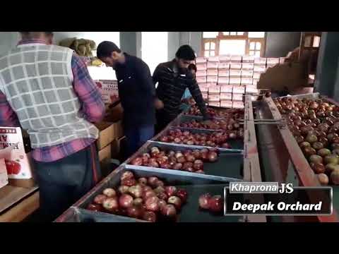 Apple Processing
