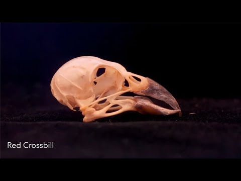 The Fantastic Finches of Canada's Boreal Forests | Cornell Lab | American Museum Of Natural History