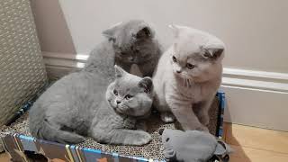 British Shorthair kittens - 10 weeks Old