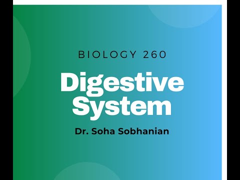 Digestive System Part 3 (Human Anatomy)