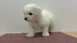 ビションフリーゼの動画01