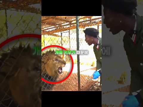 사자와 호랑이만 보면 하룻강아지가 되는 아이쇼스피드