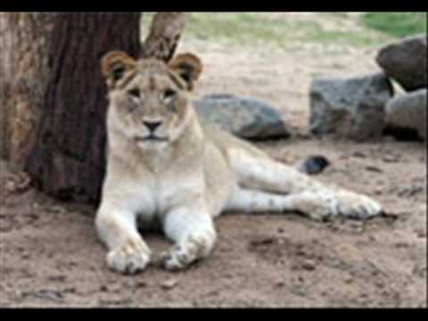 Our Animals Are In Danger