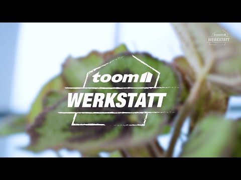 toom Pflanzentipps: Pflanzen aus aller Welt - Unsere Weltenbummler | toom Baumarkt