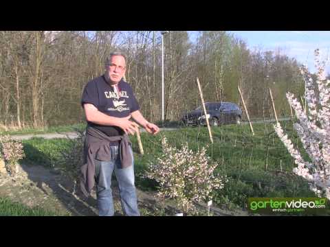 Japanische Mini-Zierkirsche - Prunus incisa Kojou no mai