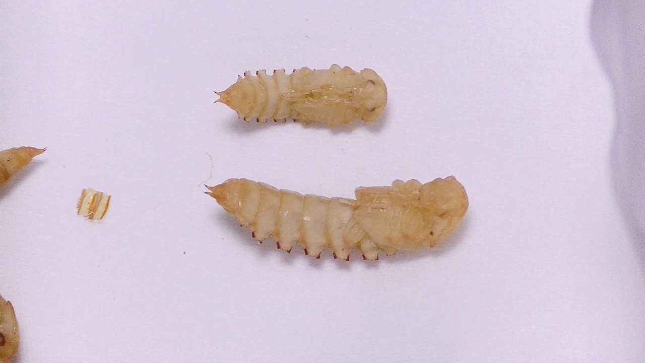 同じミルワームのサナギでも、これだけ大きさに差が出たりします。