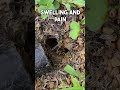 Being Stung By A Wasp Firstaid Wasps