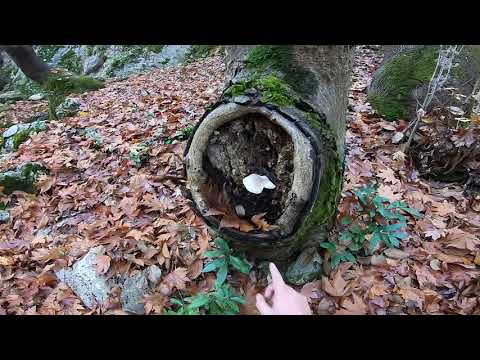 Define Kasasını Yarım Bırakıp Kaçan Defineci !!!