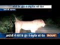 Woman delivers baby in ambulance surrounded by lions in Amreli, Gujarat