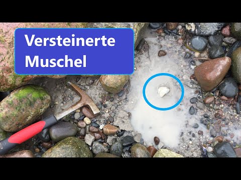Muscheln und Katzengold in Nienhagen - Fossilien suchen an der Ostsee