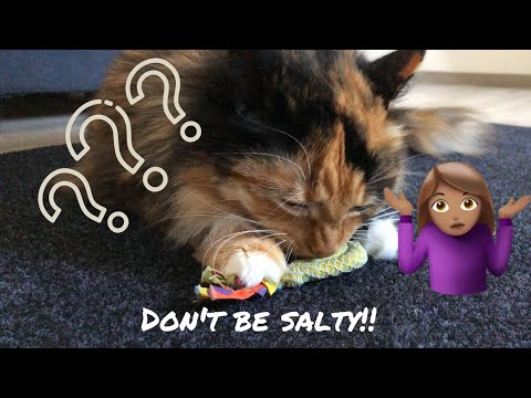 Is salty food bad for cats? | cat science