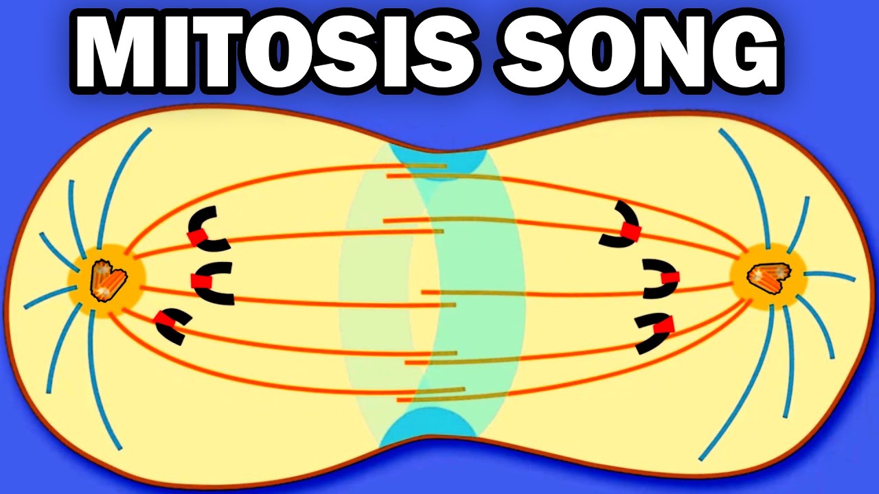 THE MITOSIS SONG! - YouTube