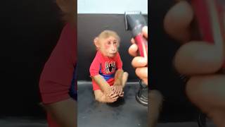 Download lagu Cute baby monkey hair trimmer mp3