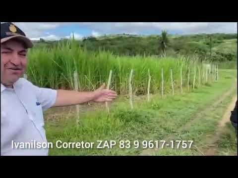 SÍTIO Á VENDA EM MASSARANDUBA PB ZAP 83 9 9617-1757 IVANILSON CORRETOR DE IMÓVEIS 