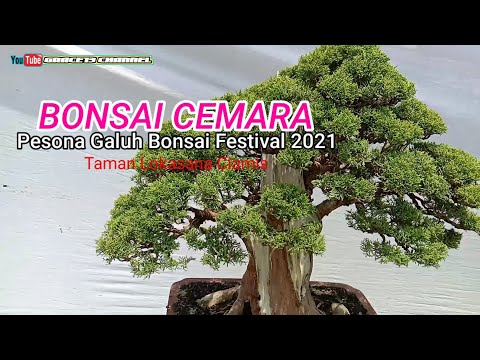 BONSAI CEMARA (Pesona Galuh Bonsai Festival 2021)