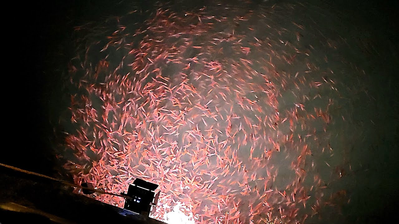 大量発生したホタルイカを捕獲して醤油で泳がせてみた結果...