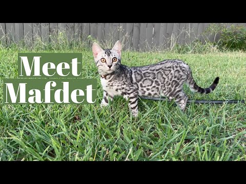 Two Bengals Are Better Than One - Silver Bengal Kitten