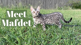 Two Bengals Are Better Than One - Silver Bengal Kitten