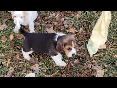 Gus - 6 wks - RESERVED