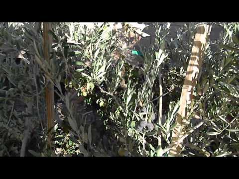 download lagu mp3 mp4 Koroneiki Greek Olive, download lagu Koroneiki Greek Olive gratis, unduh video klip Koroneiki Greek Olive