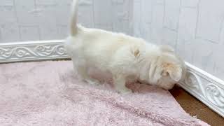 チワワ（ロング）の動画01