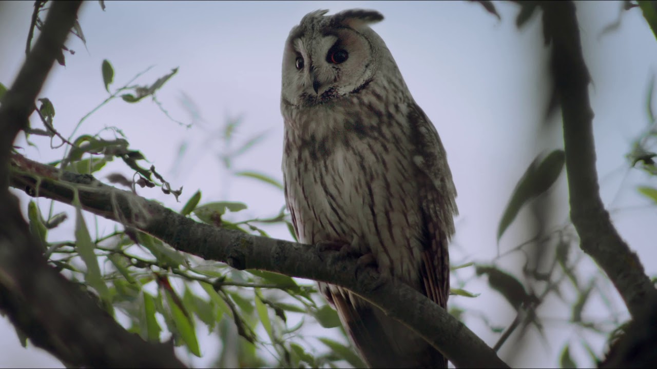"Fred Jüssi. Olemise ilu" treiler